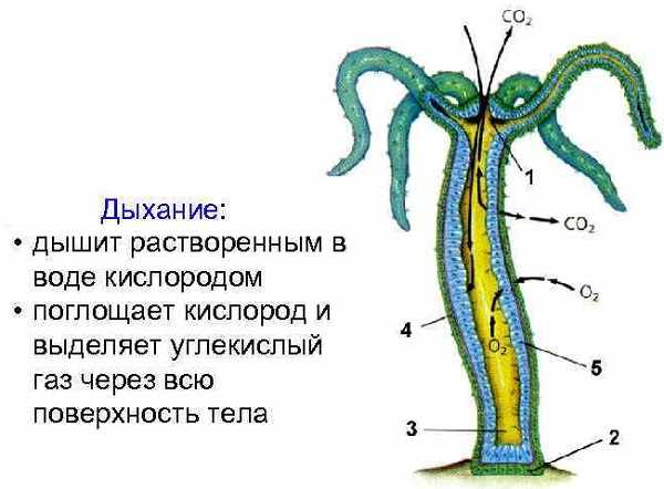 Кракен маркетплейс купить порошок