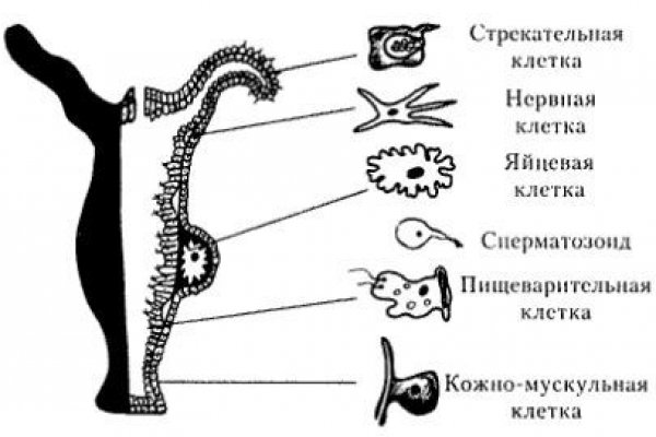 Кракен магазин тор